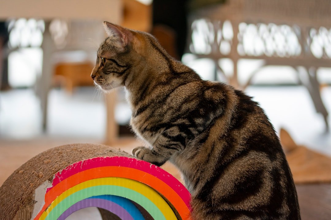10 Comforting Messages Every Cat Owner Would Love to Receive from Beyond the Rainbow Bridge