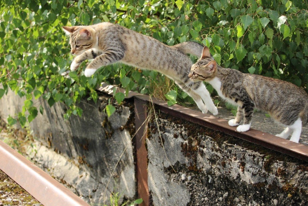 Savannah Cats (image credits: rawpixel)