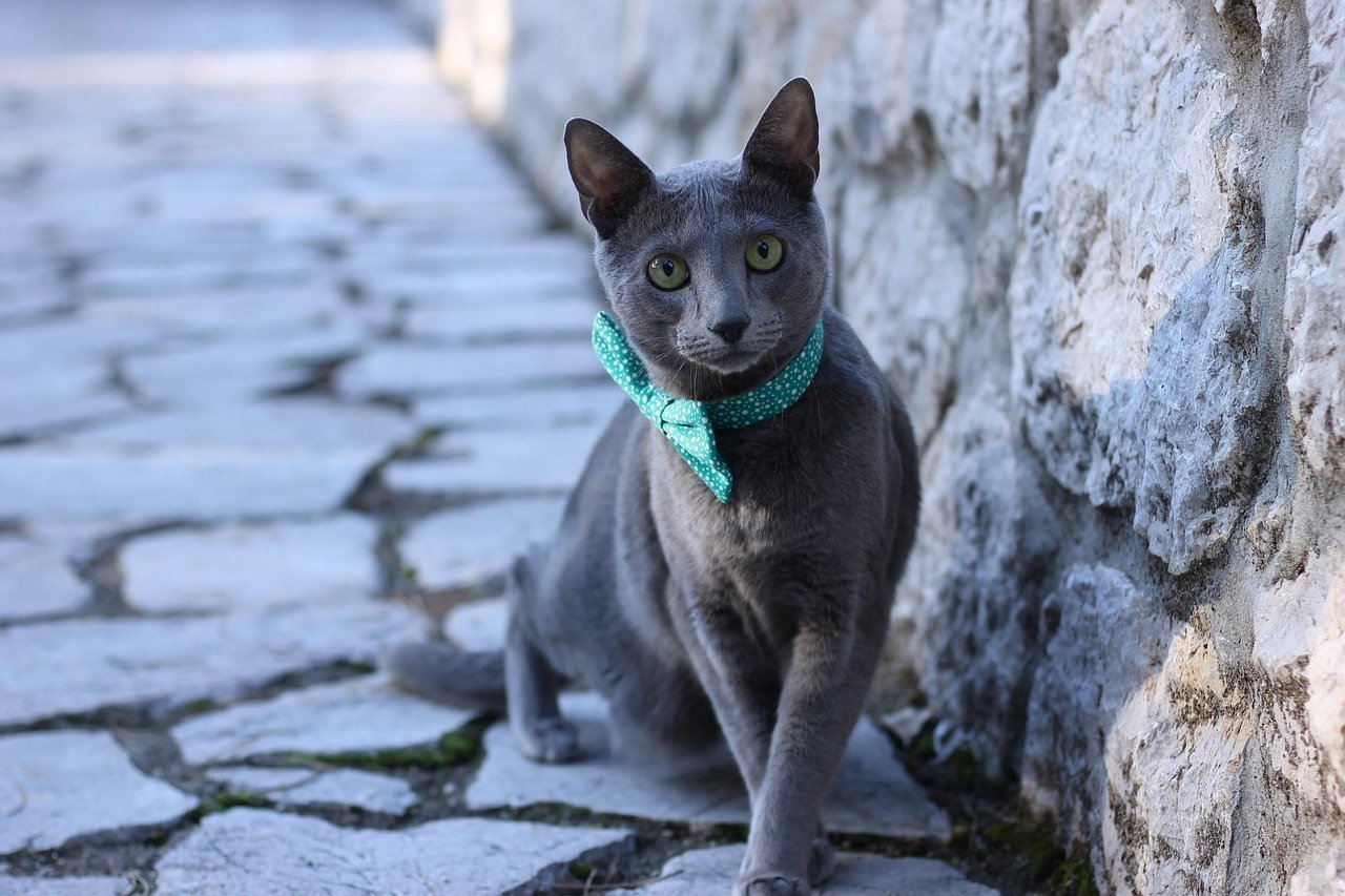 Russian Blue (image credits: pixabay)