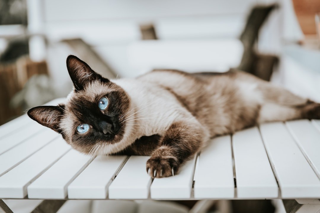 Siamese (image credits: unsplash)