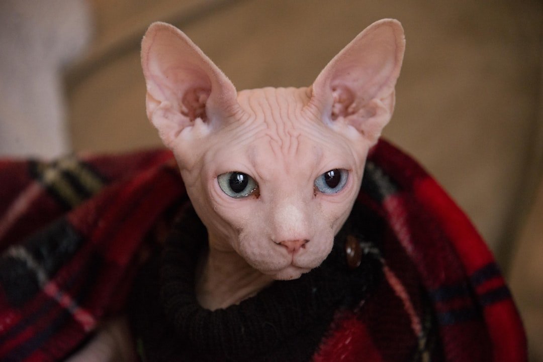 Sphynx (image credits: unsplash)