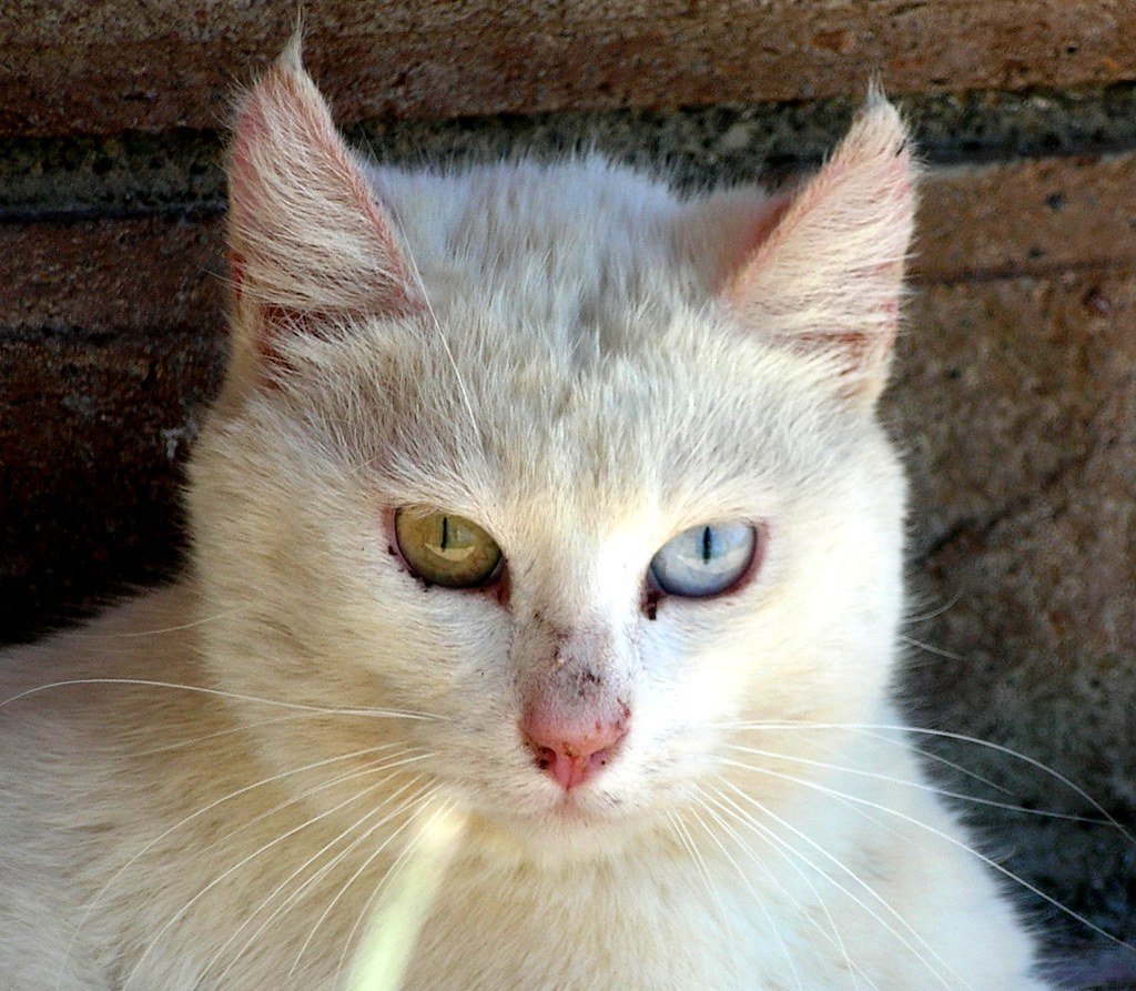 Turkish Van Kittens (image credits: flickr)