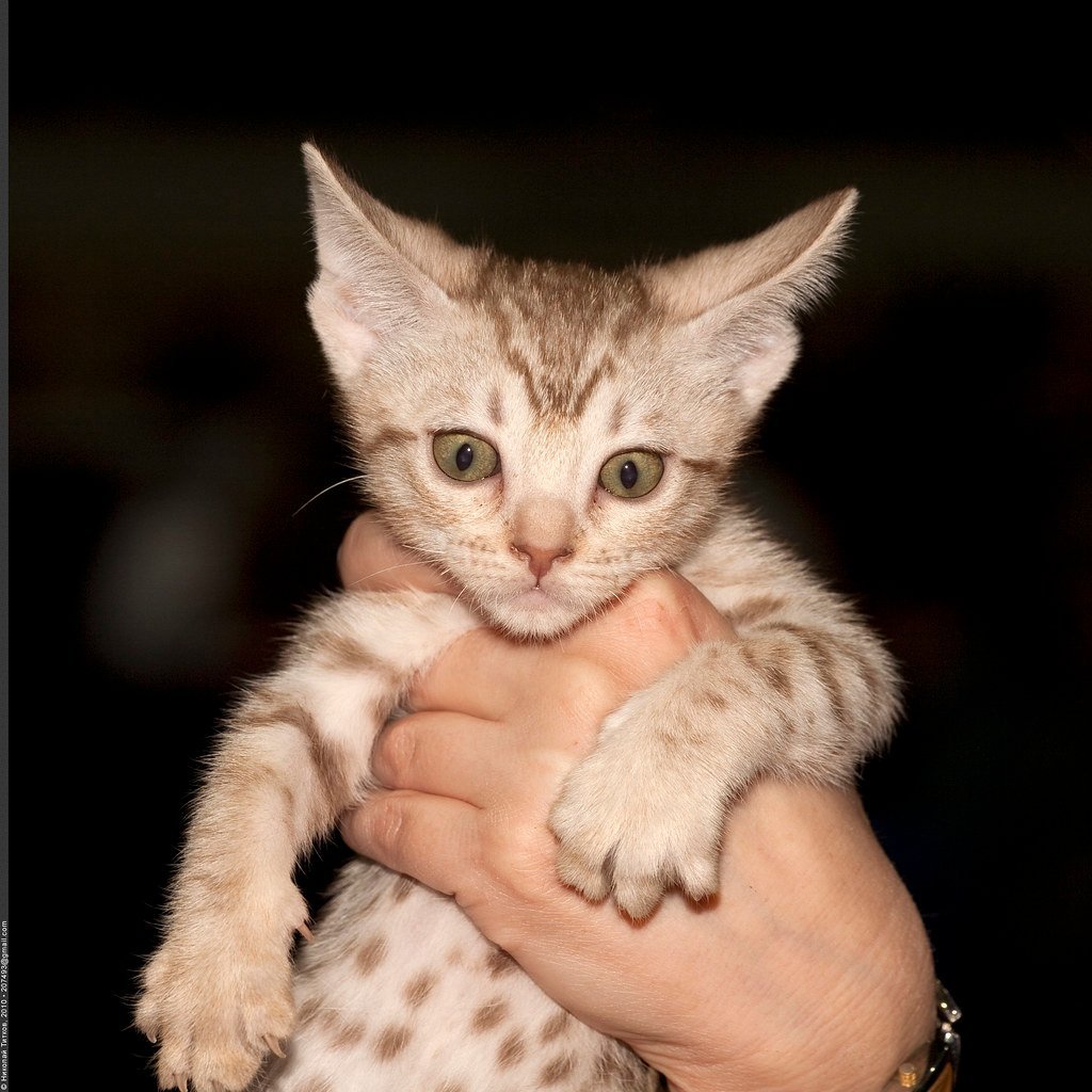 Ocicat Kittens (image credits: flickr)