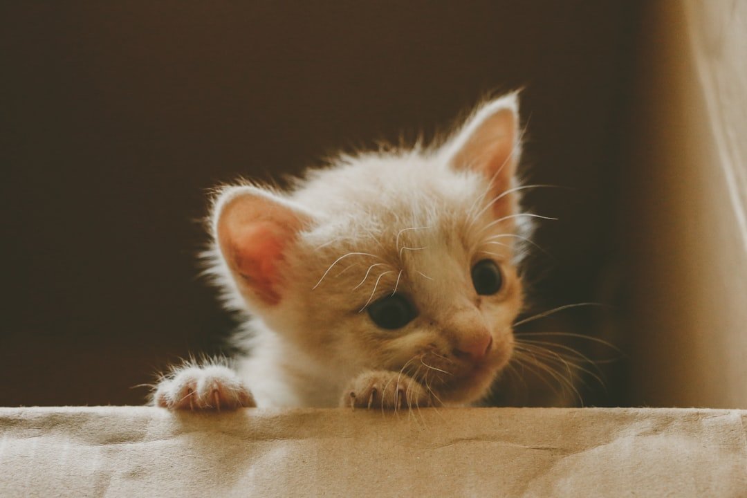 Munchkin Kittens (image credits: unsplash)