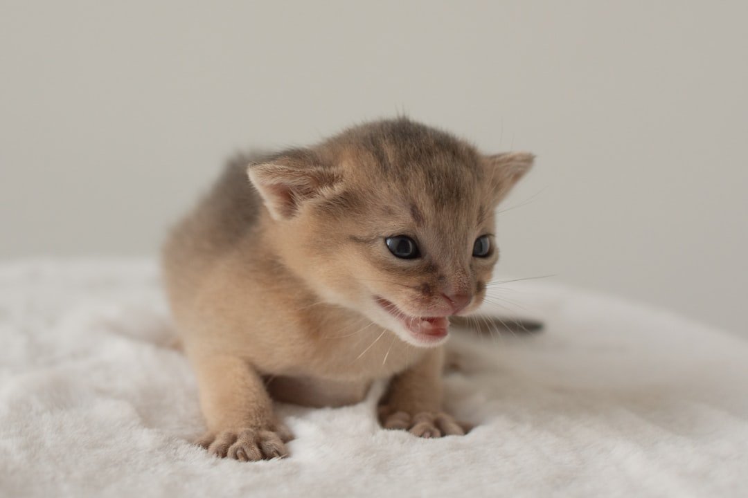 10 Cat Breed Kittens Which Act Like They Are Powered By Rocket Fuel