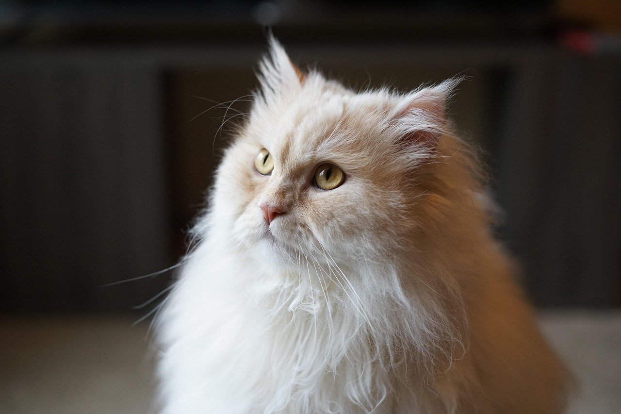 Persian (image credits: pixabay)