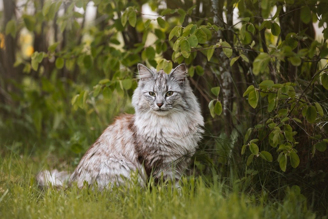 Norwegian Forest Cat (image credits: unsplash)