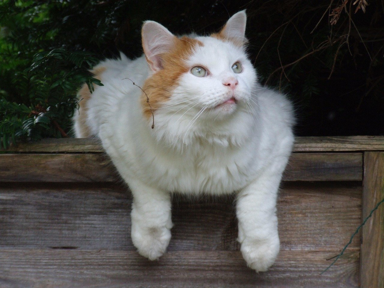 Turkish Van (image credits: pixabay)