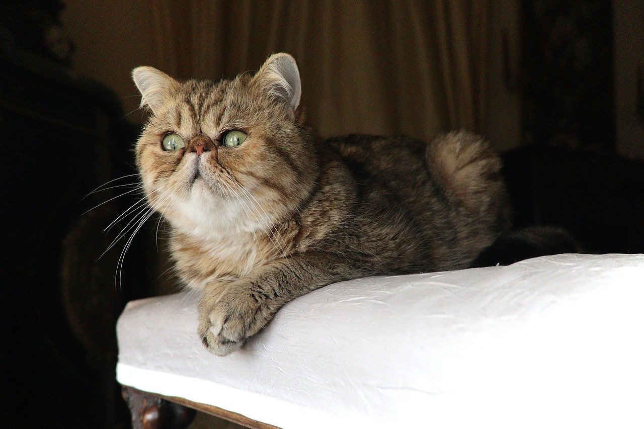 Exotic Shorthair: The Low-Maintenance Persian (image credits: pixabay)