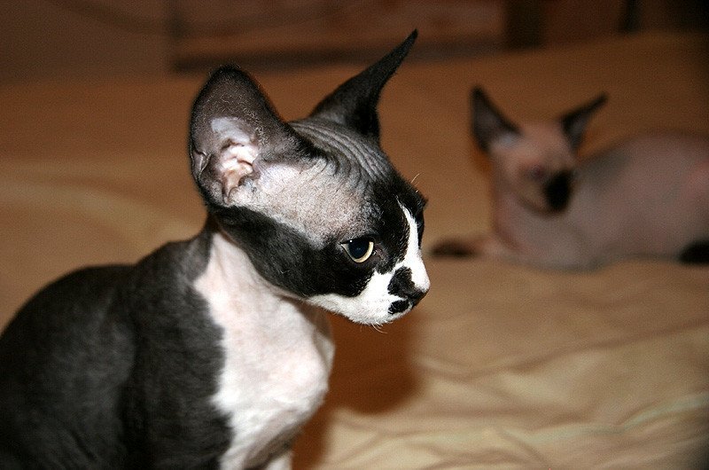 Devon Rex: The Velcro Cat (image credits: flickr)