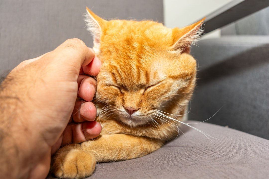 Choosing Your Perfect Feline Nanny (image credits: unsplash)