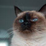 10 Cat Breeds That Will Follow You Everywhere And Love Every Minute