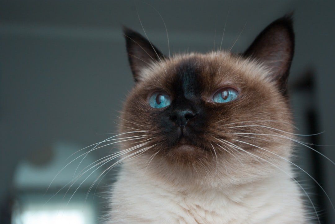 10 Cat Breeds That Will Follow You Everywhere And Love Every Minute