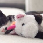 Separation Anxiety in Cats: 10 Calming Tricks That Work When You're Not Home