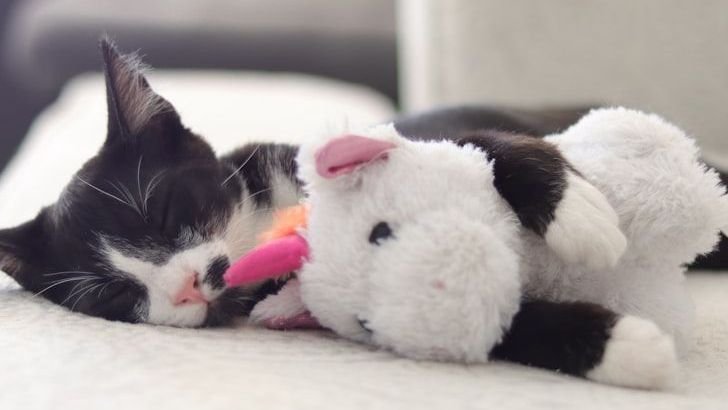 Separation Anxiety in Cats: 10 Calming Tricks That Work When You're Not Home