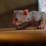 Top 12 Deceptively Dangerous Cat Breeds