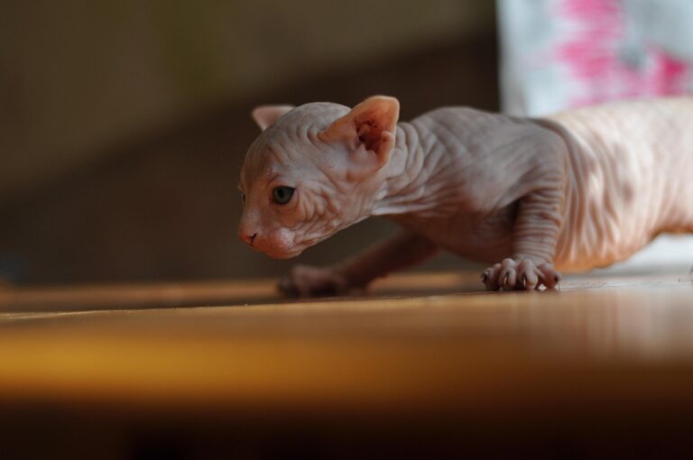 Top 12 Deceptively Dangerous Cat Breeds