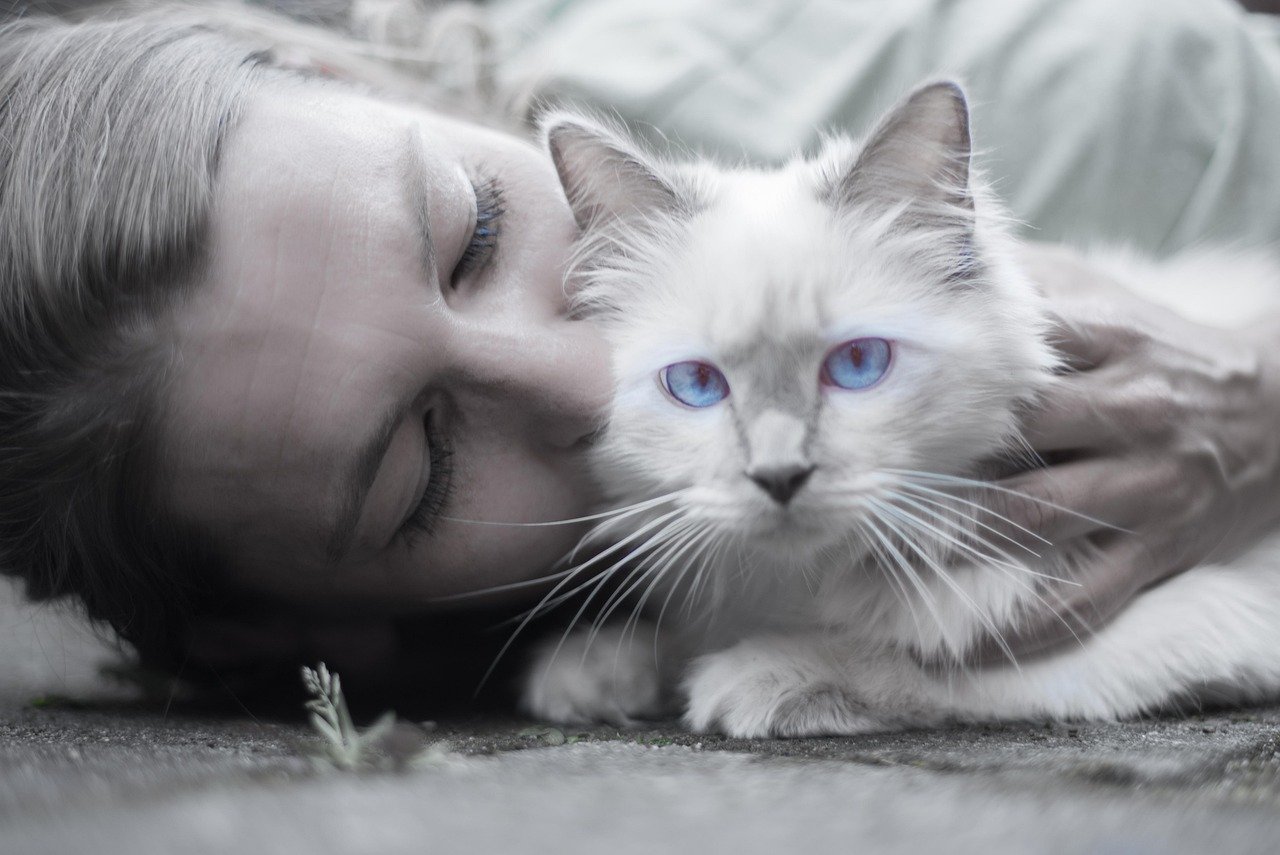 10 Signs of Jealousy in Cats That Actually Prove They Want All Your Love