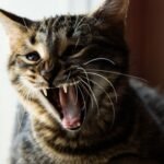 10 Funny Things Cats Are Scared of and It Makes No Sense