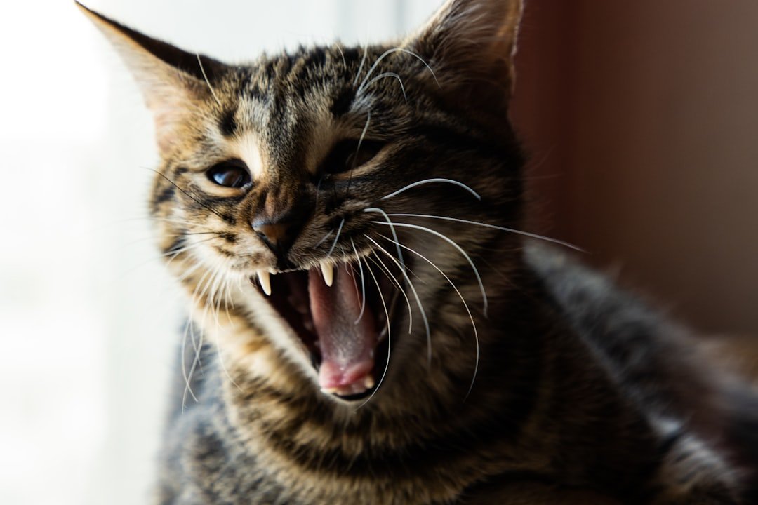 10 Funny Things Cats Are Scared of and It Makes No Sense