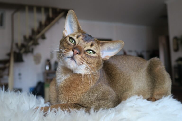 Top 10 Cat Breeds with Aggressive Tendencies