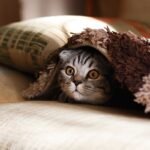 Why Blankets Are Important for Your Cat