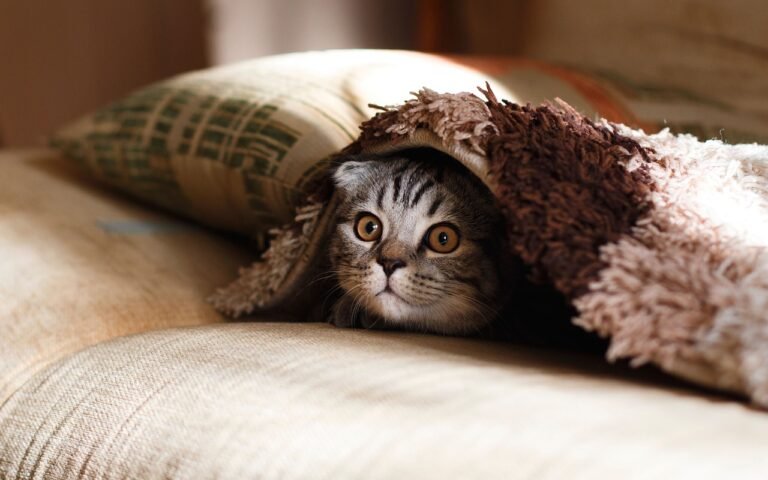 Why Blankets Are Important for Your Cat