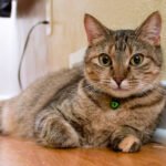 The 9 Cat Breeds Vets Secretly Warn New Owners About