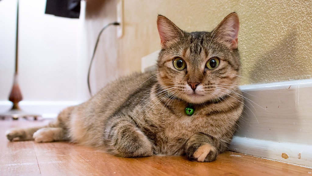 The 9 Cat Breeds Vets Secretly Warn New Owners About