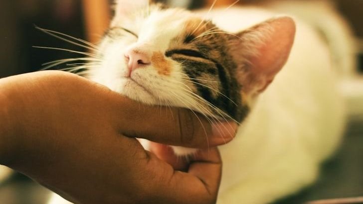 10 Ways Your Cat Is Trying To Comfort You
