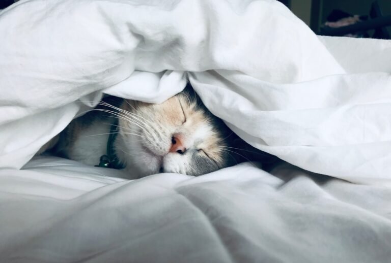 10 Ways to Relieve Digestive Discomfort in Cats