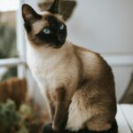 Top 10 Cat Breeds That Struggle Around Young Children