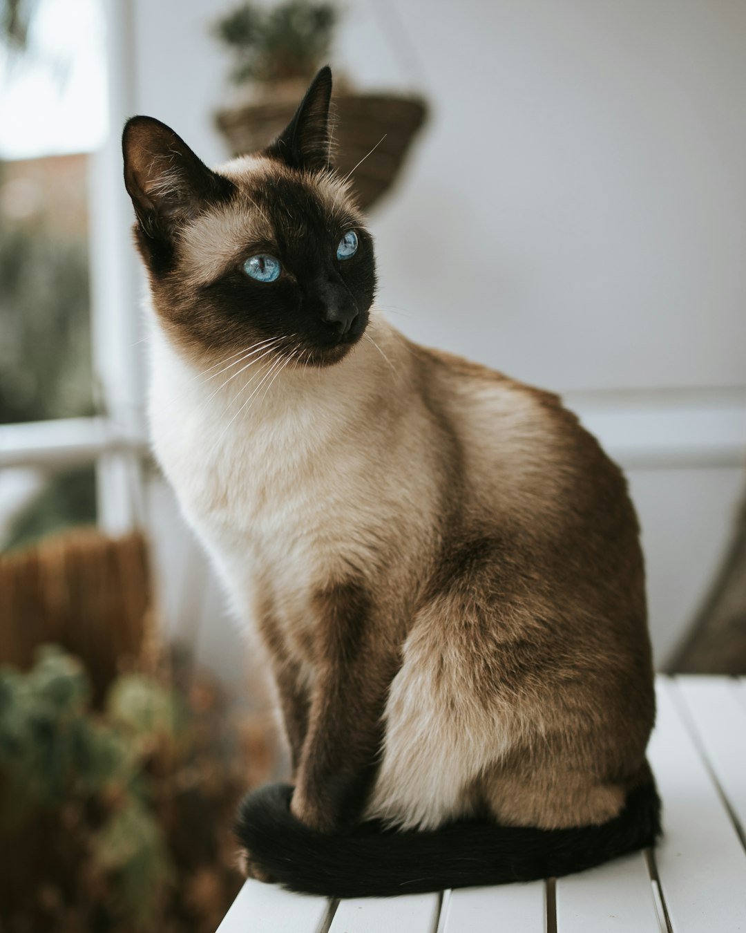 Top 10 Cat Breeds That Struggle Around Young Children
