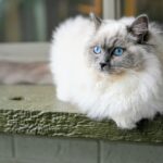 10 Cat Breeds That Will Benefit from A Senior Owner