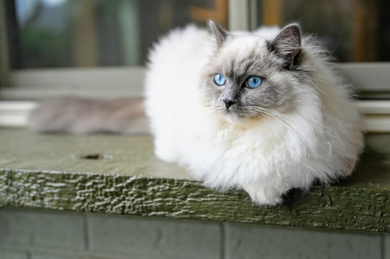 10 Cat Breeds That Will Benefit from A Senior Owner