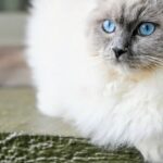 8 Large Cat Breeds Who Will Be Your Live Teddy Bear But Not Take Kindly To Strangers