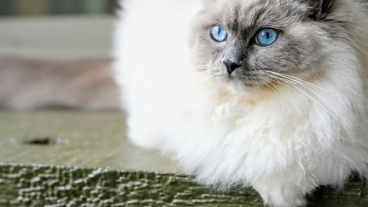 8 Large Cat Breeds Who Will Be Your Live Teddy Bear But Not Take Kindly To Strangers