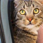 10 Types of People Who Should Never Own a Cat