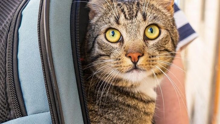 10 Types of People Who Should Never Own a Cat