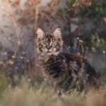 7 Cat Breeds That Are Nearly Impossible to Litter Train