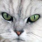 The Pros and Cons of Owning a Persian
