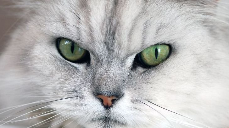 The Pros and Cons of Owning a Persian