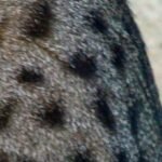 Top 12 Deceptively Dangerous Cat Breeds