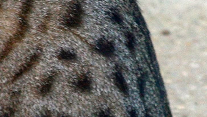 Top 12 Deceptively Dangerous Cat Breeds