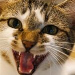 10 Signs of Jealousy in Cats That Actually Prove They Want All Your Love
