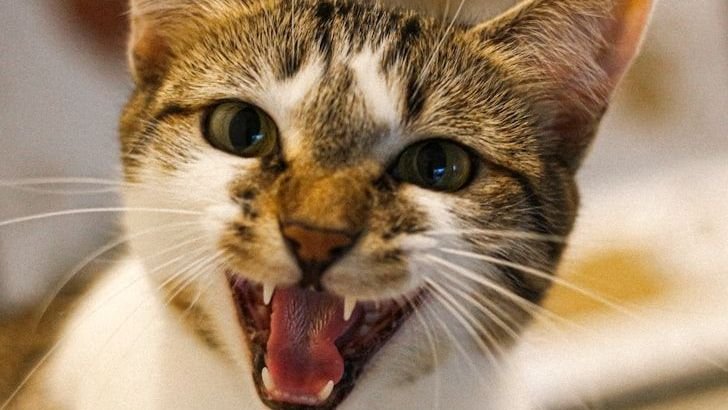 10 Signs of Jealousy in Cats That Actually Prove They Want All Your Love
