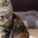 6 Things You Did Not Know About the Maine Coon Cat