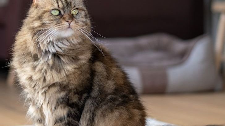 6 Things You Did Not Know About the Maine Coon Cat