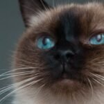 7 Cat Breeds That Are Nearly Impossible to Litter Train
