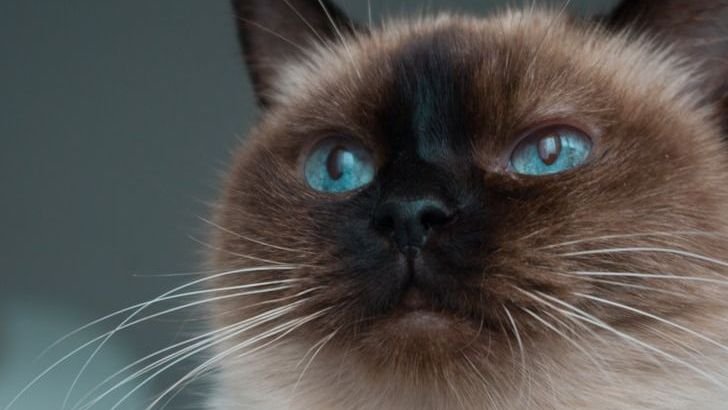 7 Cat Breeds That Are Nearly Impossible to Litter Train